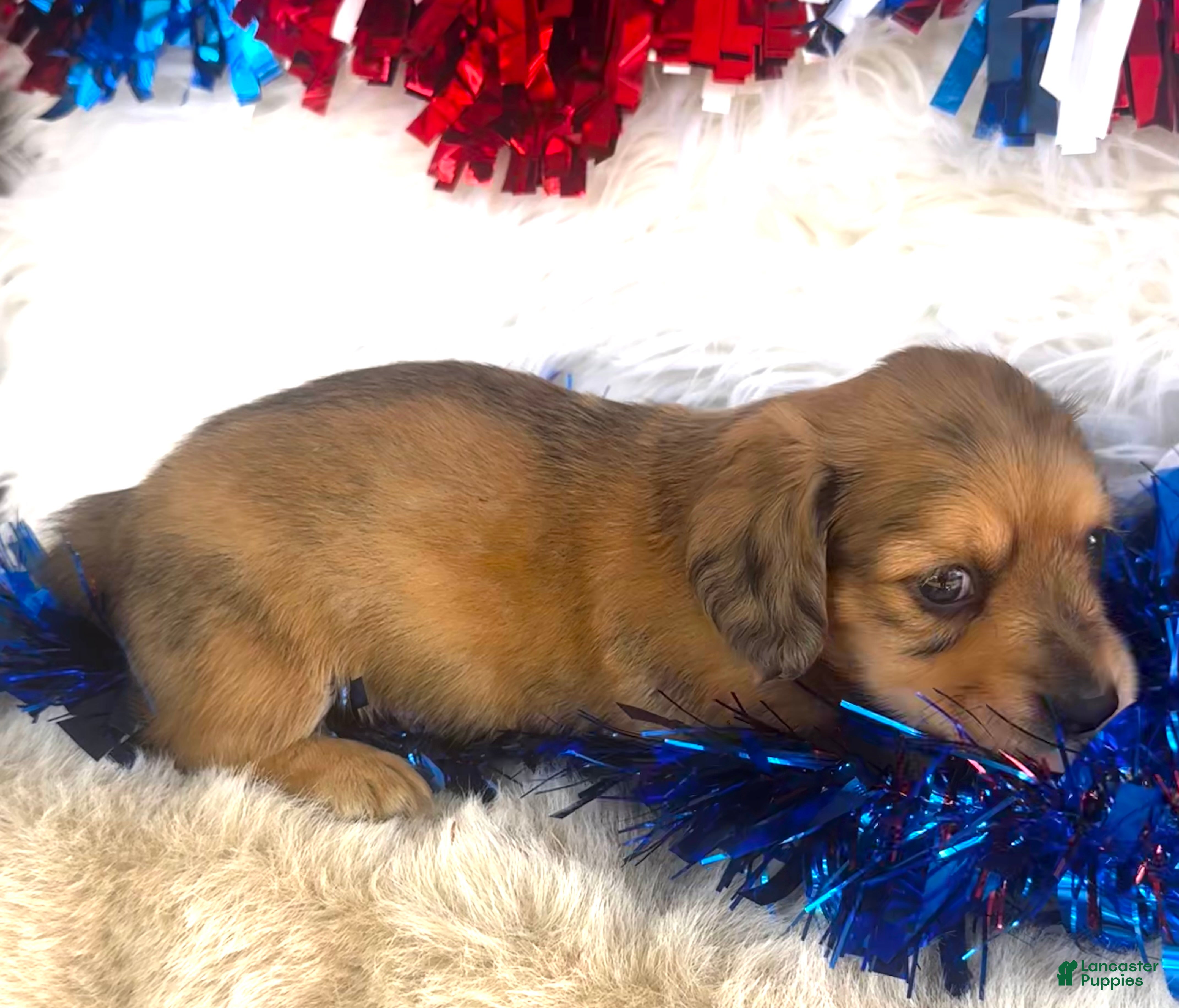 Miniature Dachshund dogs Whiskey (Longhair) - Ad 2
