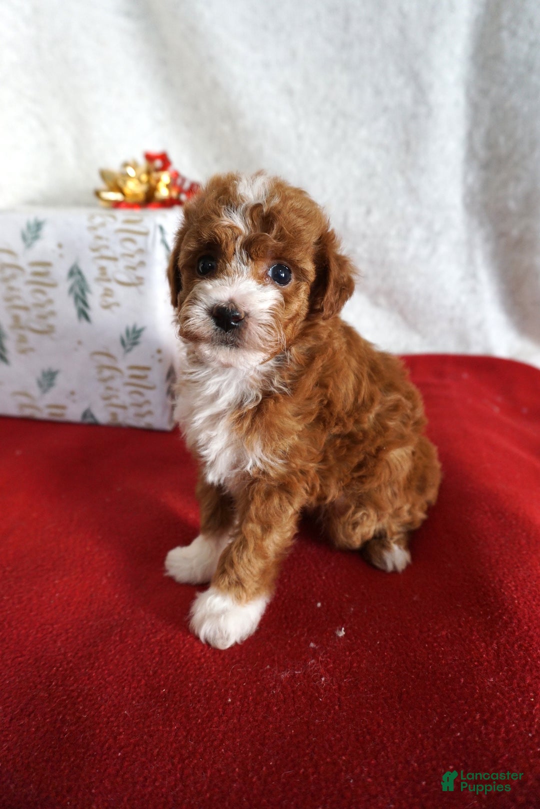 Toy Poodle dogs for sale: Fancy - Ad 3