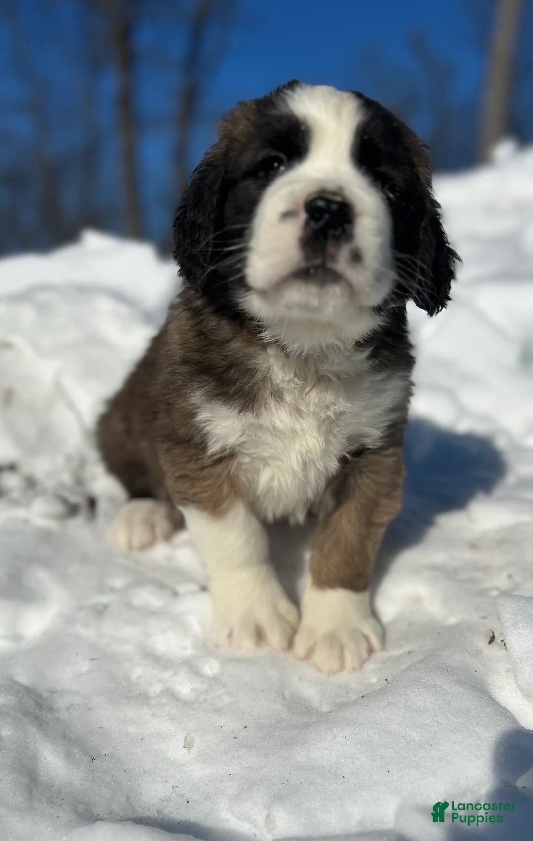 Saint Bernard dogs for sale: Becca - Ad 1