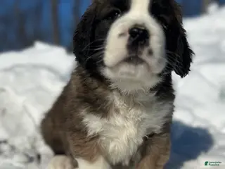 Saint Bernard dogs Becca - Ad 33
