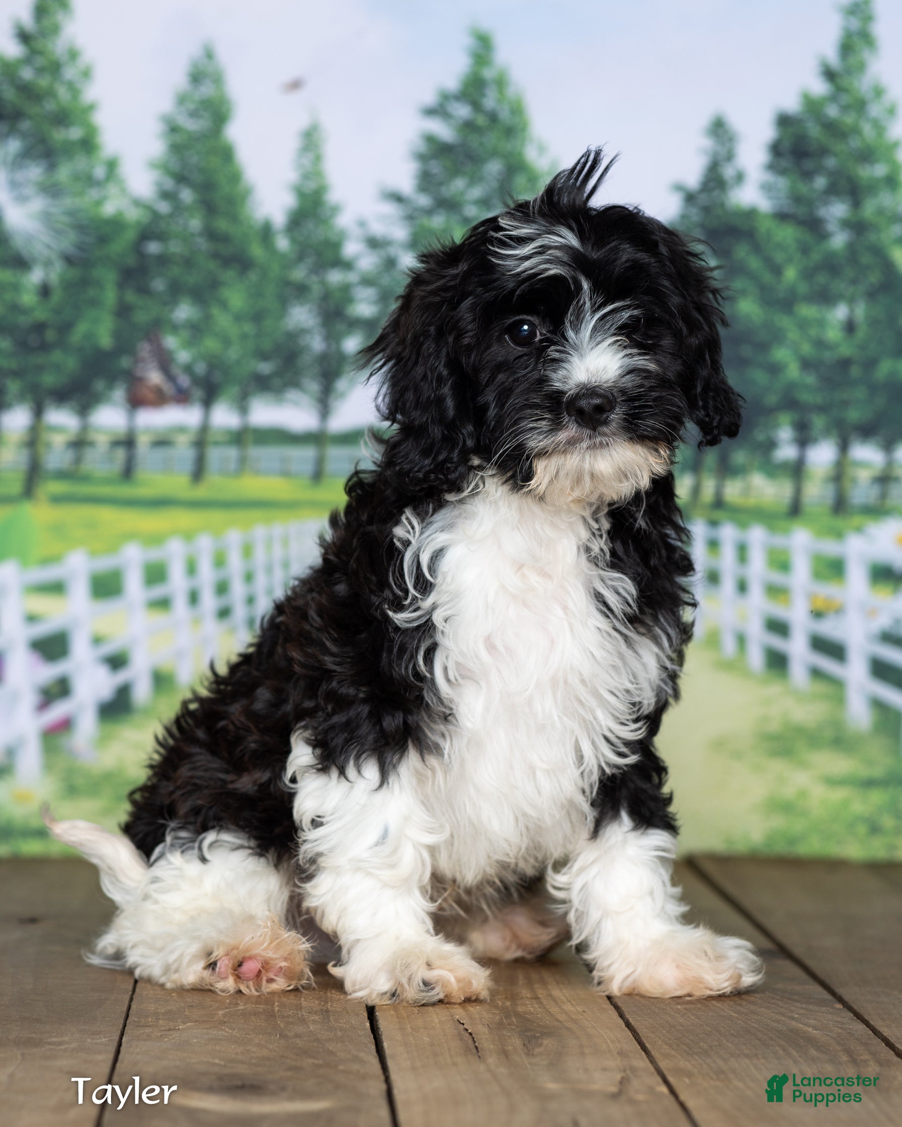 Cavapoo dogs Taylor - Ad 2