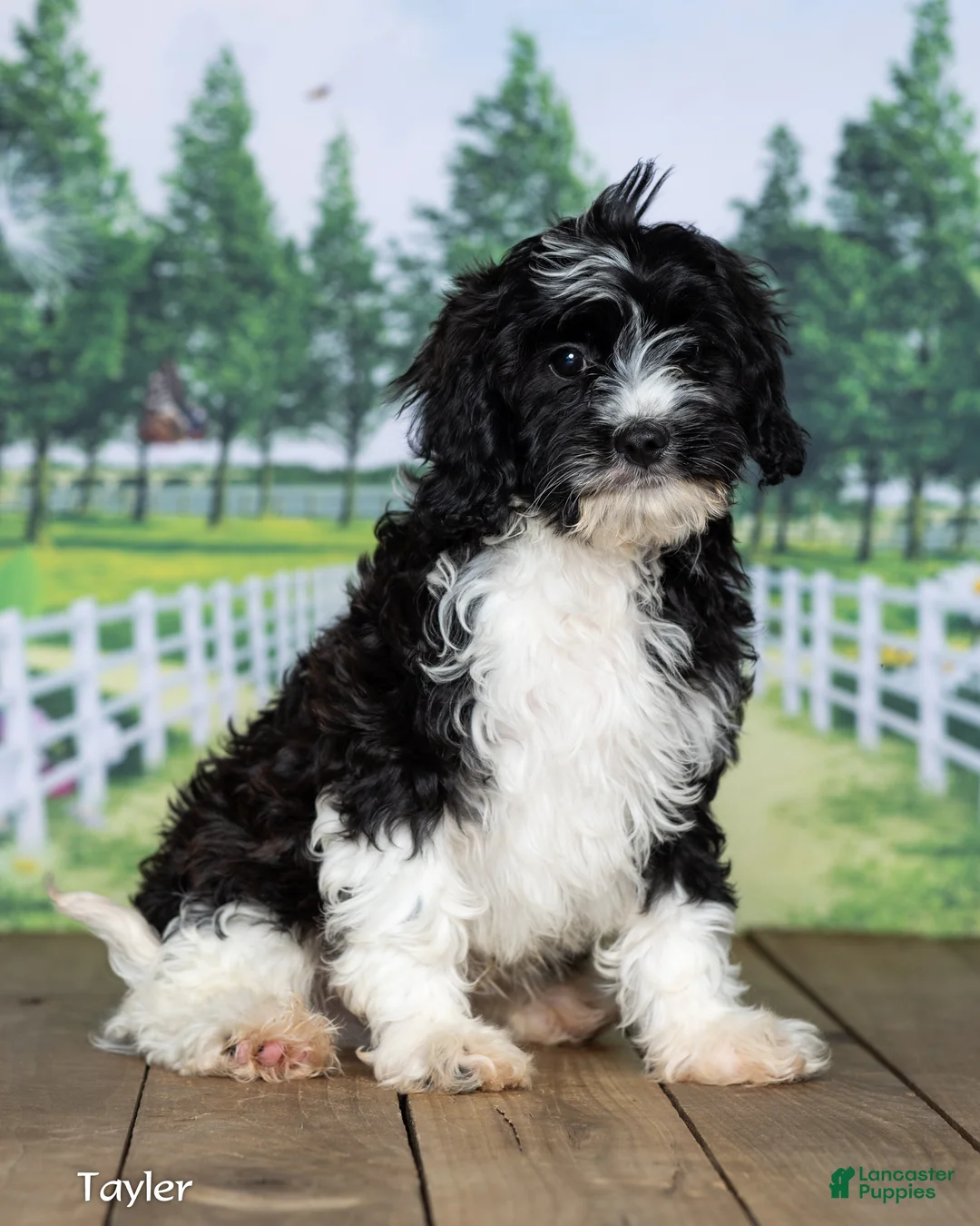 Cavapoo dogs for sale: Taylor - Ad 2