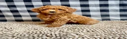 Miniature Poodle dogs for sale: Nola - Ad 10
