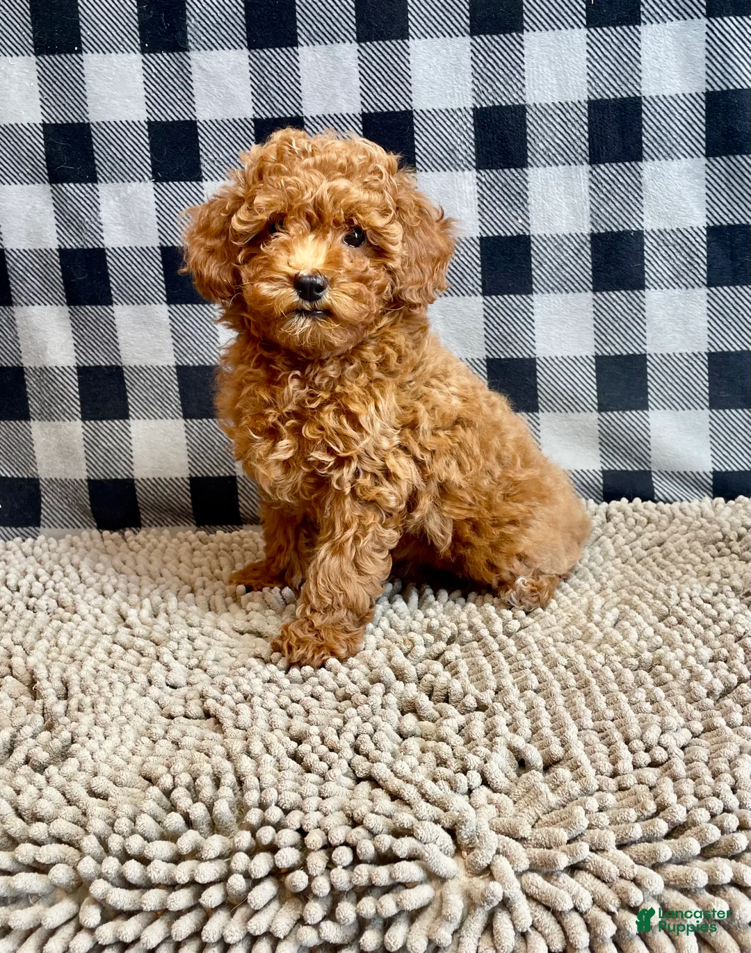 Miniature Poodle dogs for sale: Nola - Ad 10