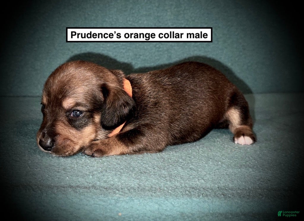 Dachshund dogs AKC Prudence's Orange Collar Male - Ad 16