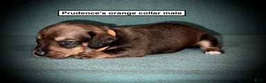 AKC Prudence's Orange Collar Male