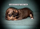 AKC Prudence's Orange Collar Male