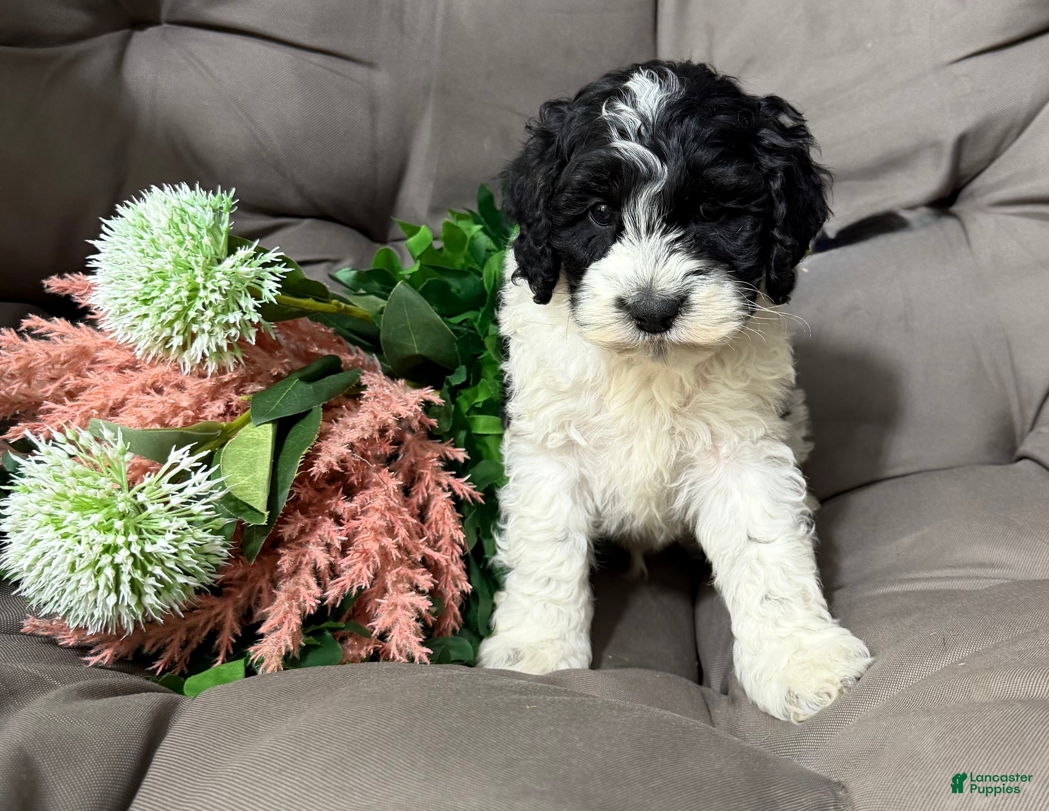 Cockapoo dogs Barney - Ad 1