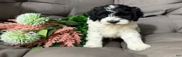 Cockapoo dogs for sale: Barney - Ad 1