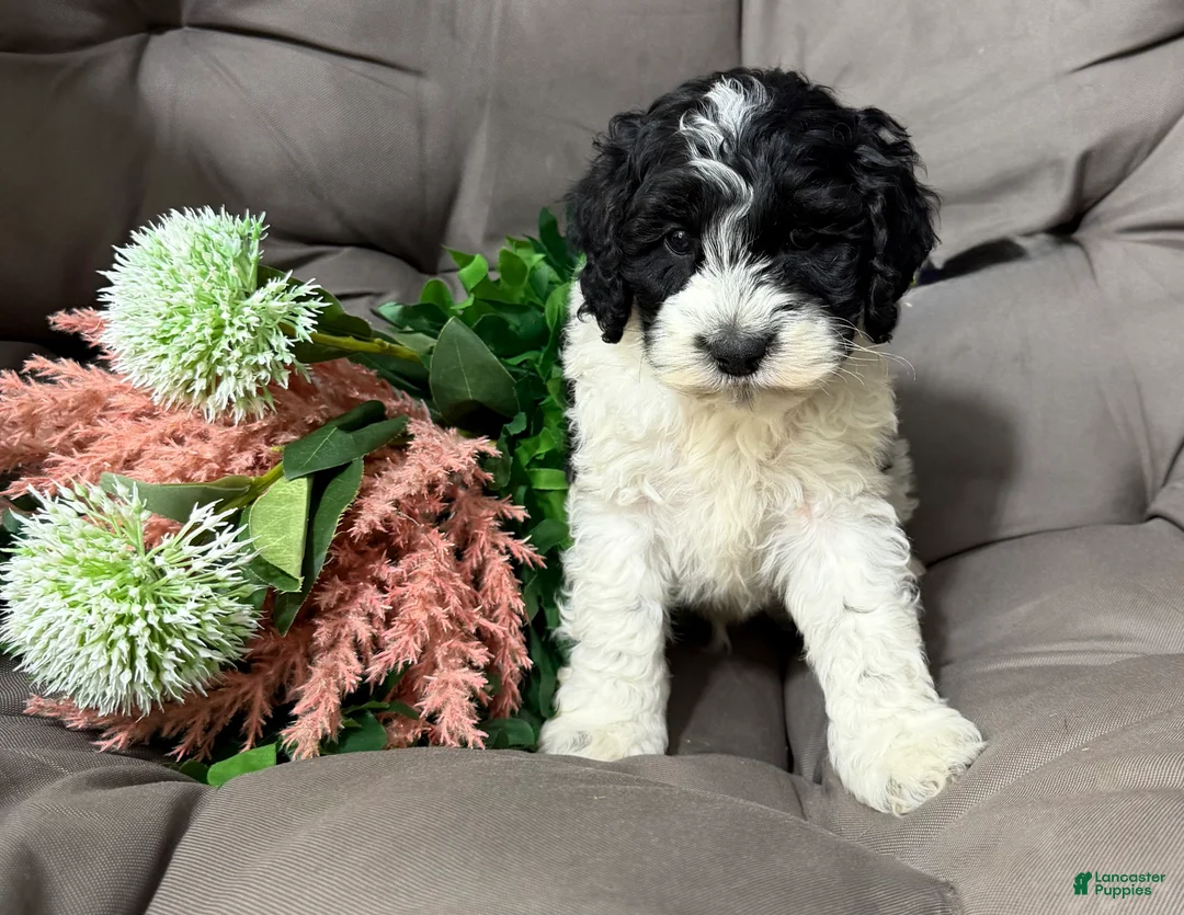 Cockapoo dogs for sale: Barney - Ad 1