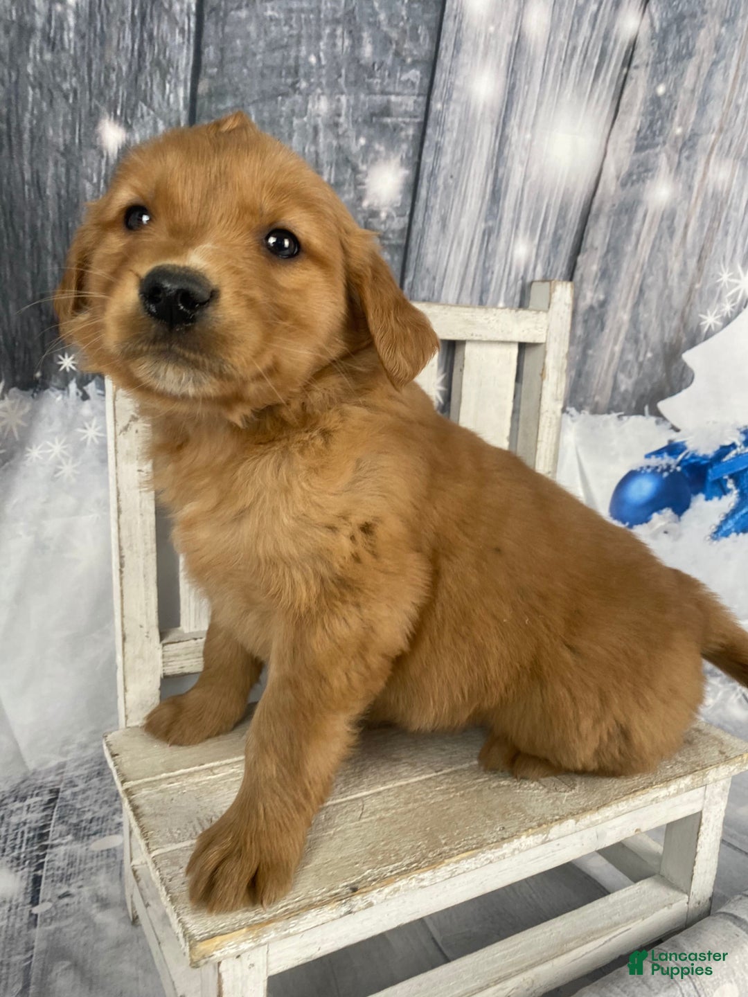 Golden Retriever dogs for sale: Lottie - Ad 2