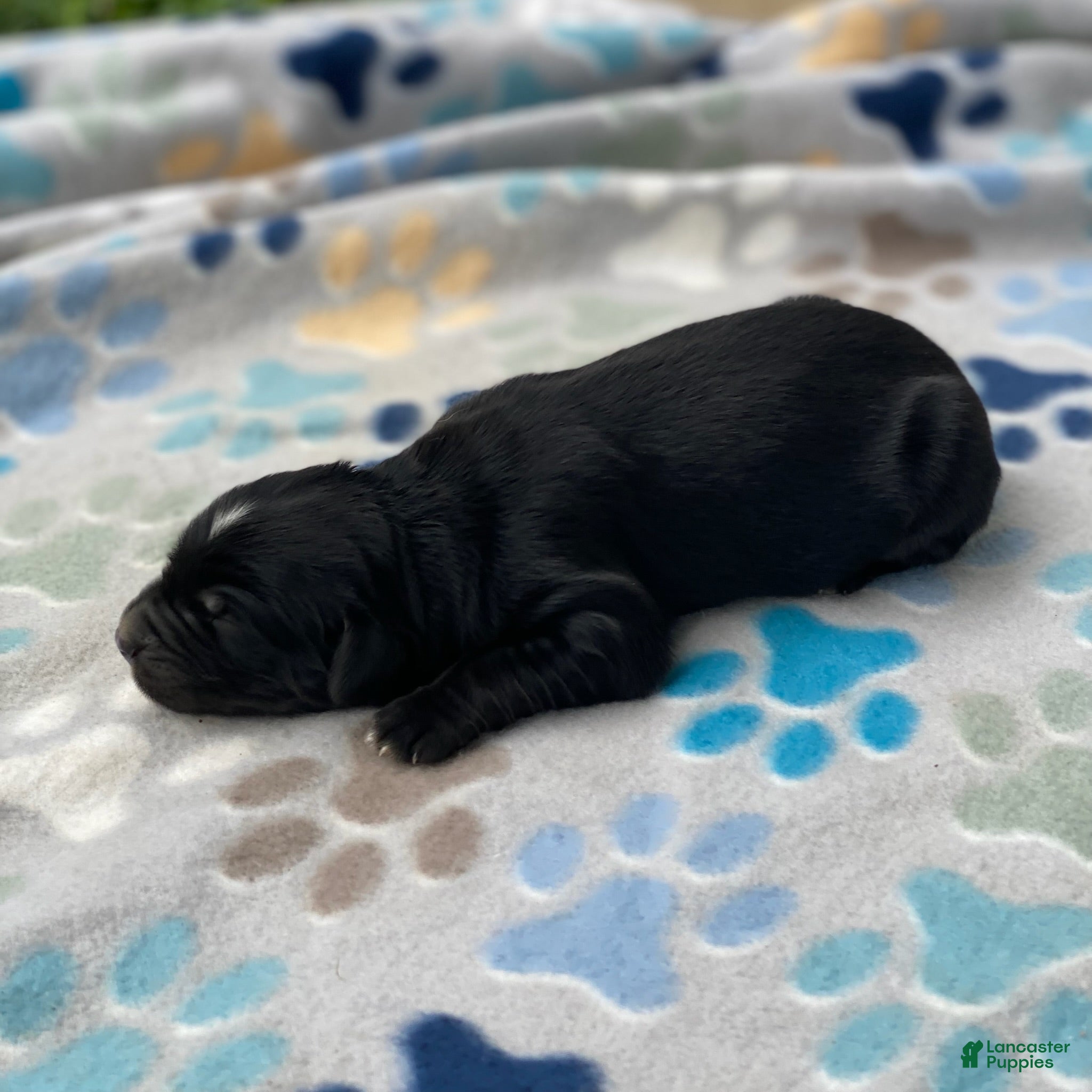 Mixed Breed dogs Charlie - Ad 2