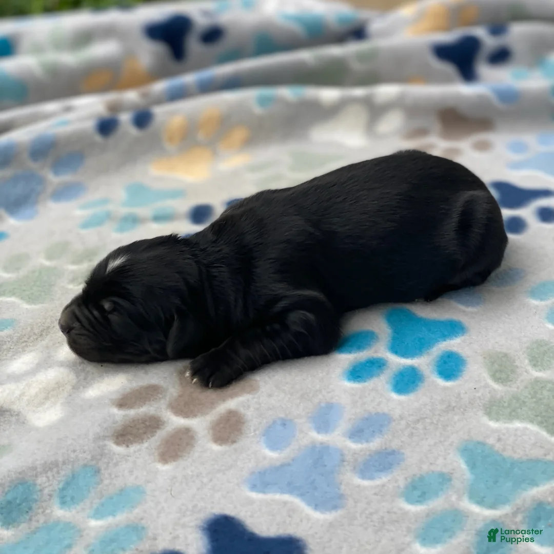 Mixed Breed dogs for sale: Charlie - Ad 2