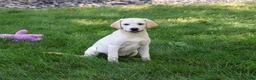 Labrador Retriever dogs for sale: Whitney - Ad 3