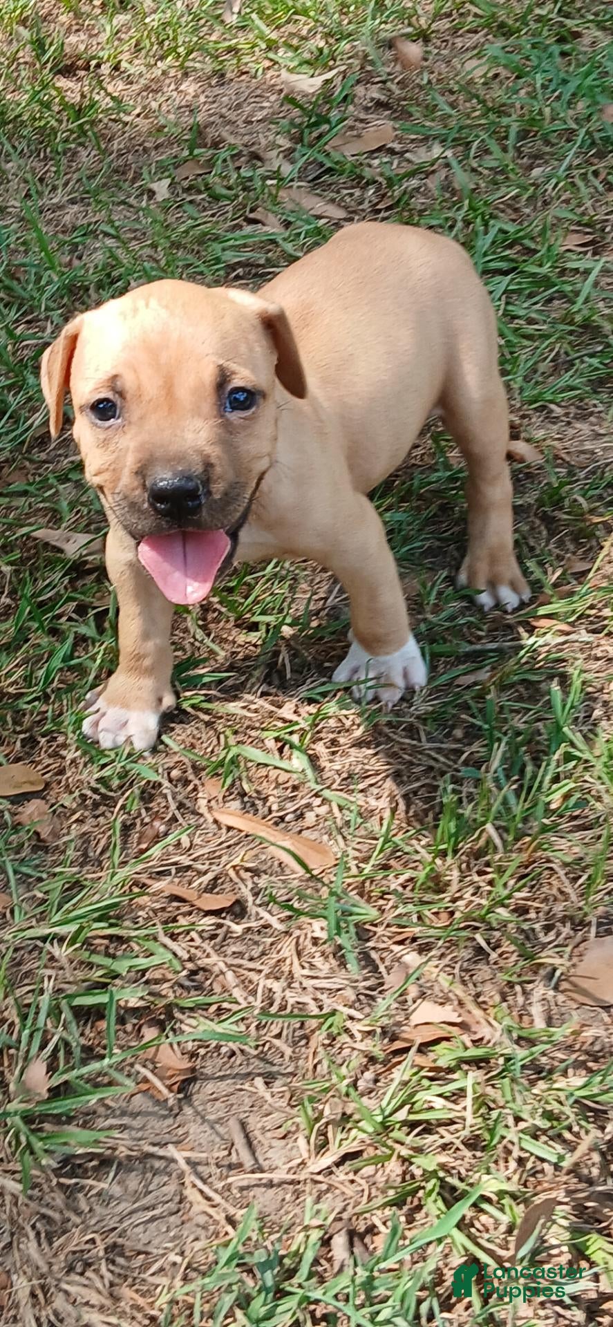 American Pit Bull Terrier dogs American Pit Bull Terrier 1 - Ad 2