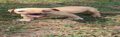 American Pit Bull Terrier 1