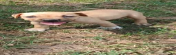 American Pit Bull Terrier dogs for sale: American Pit Bull Terrier 1 - Ad 1