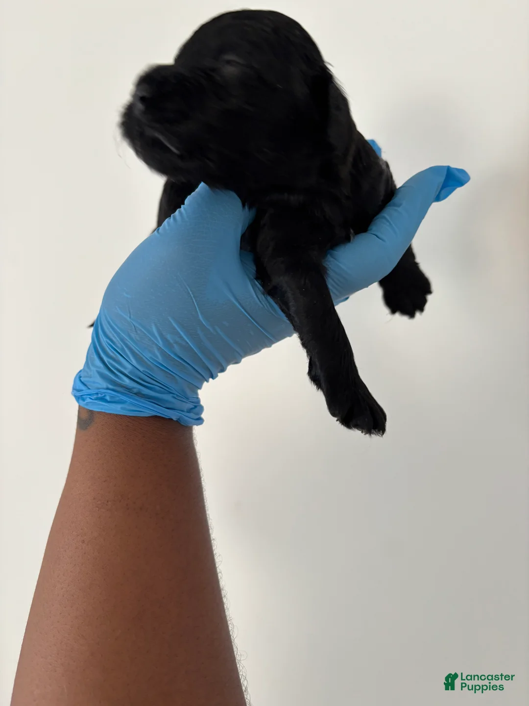 Mixed Breed dogs for sale: Mixed Breed Puppy 5 - Ad 2
