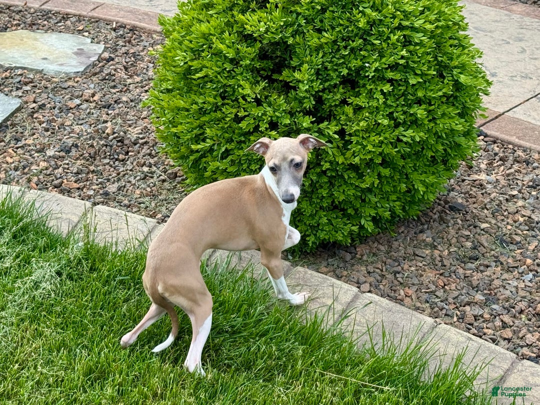 Italian Greyhound dogs for sale: Gerald - Ad 14