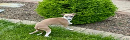 Italian Greyhound dogs for sale: Gerald - Ad 3