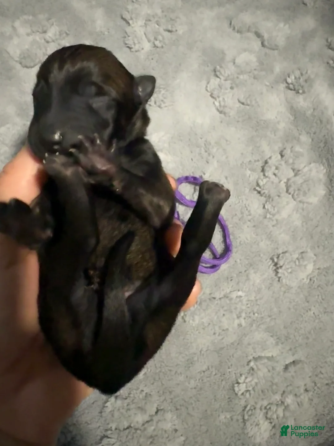 Belgian Malinois dogs for sale: Pink Collar - Ad 8