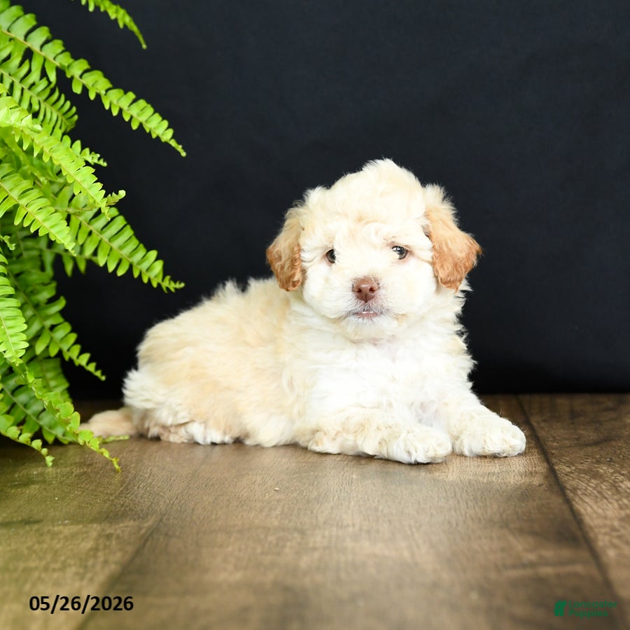 Mixed Breed dogs O Malley - Ad 2