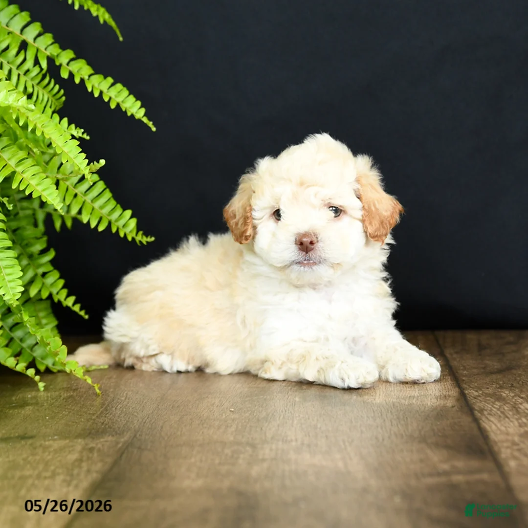 Mixed Breed dogs for sale: O Malley - Ad 2