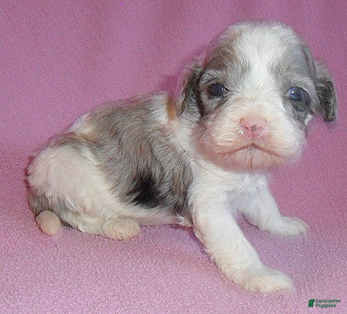 Cockapoo dogs Katie - Ad 2