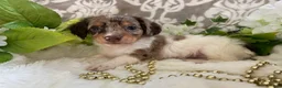 Miniature Dachshund dogs for sale: Maci - Ad 5