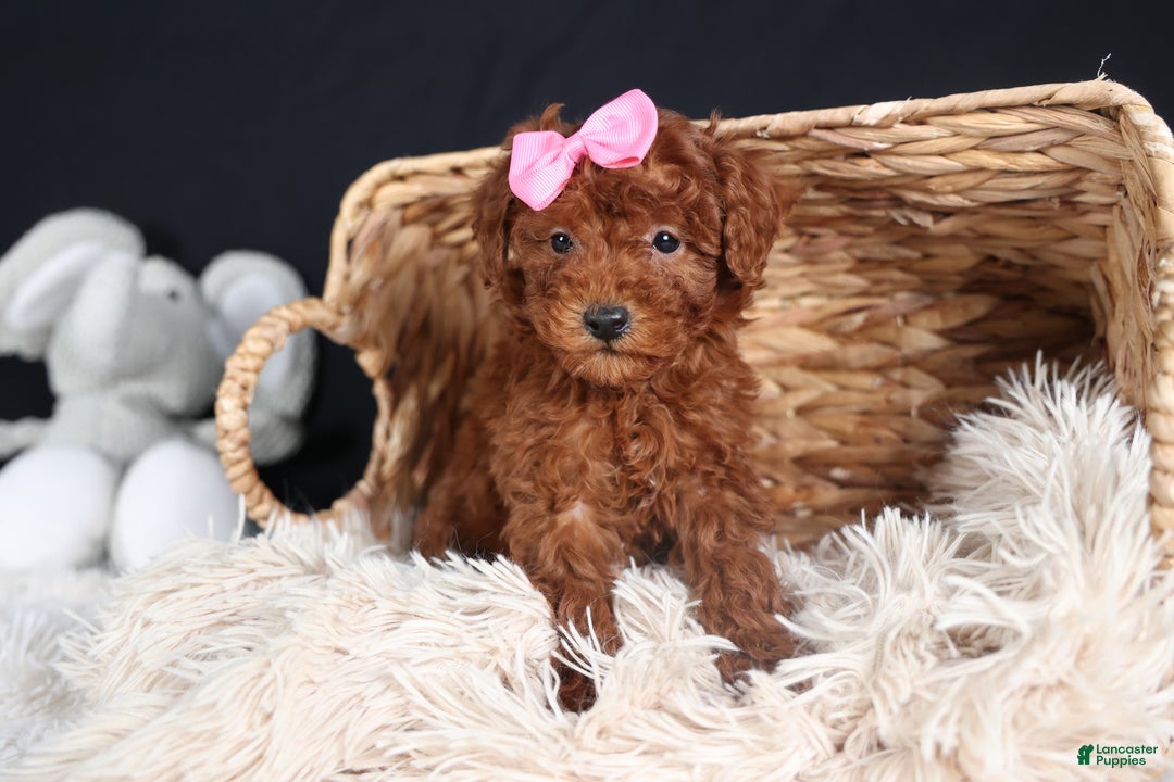 Miniature Poodle dogs for sale: BELLA - Ad 7