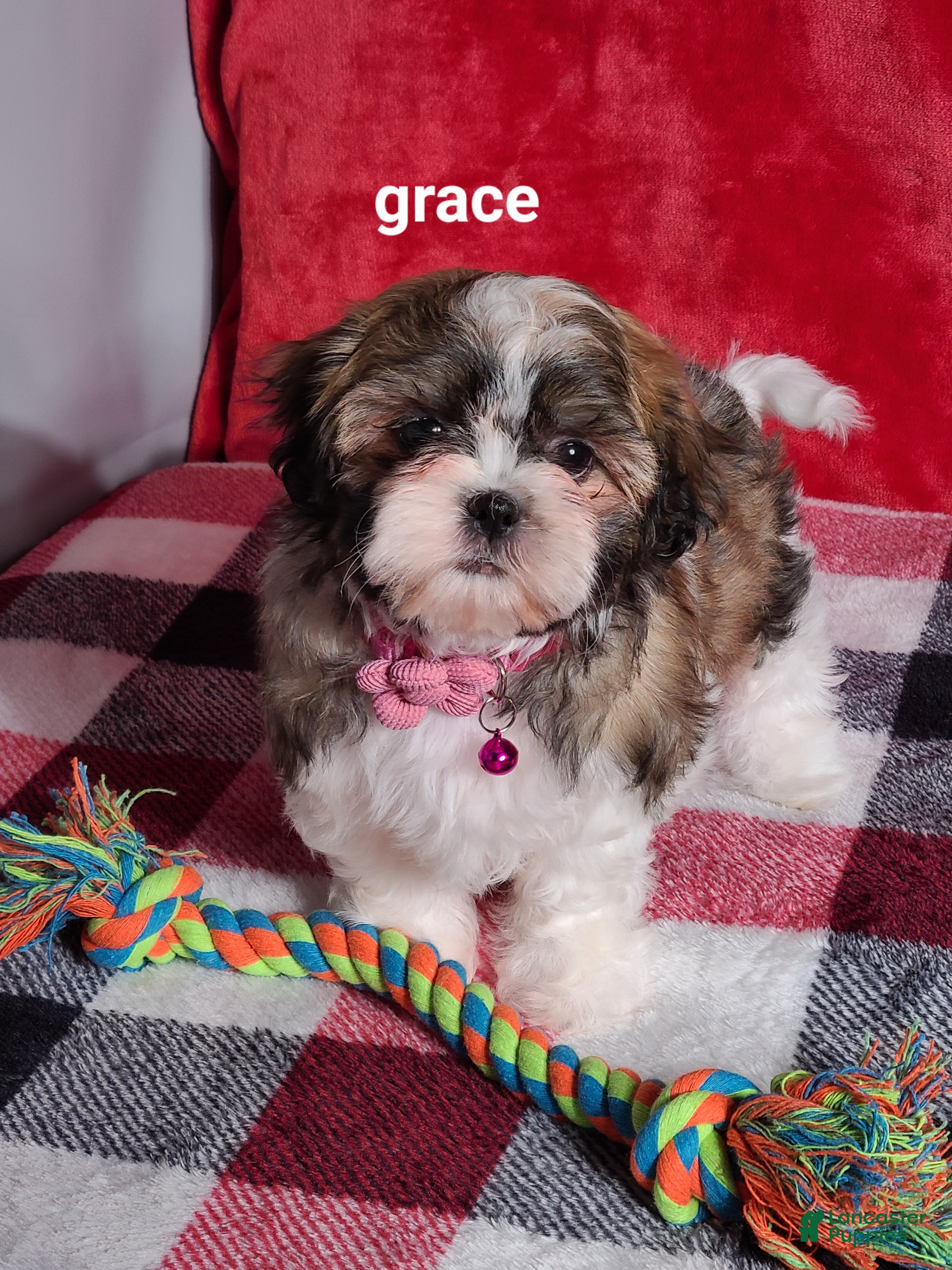 Shih Tzu dogs Grace  - Ad 23