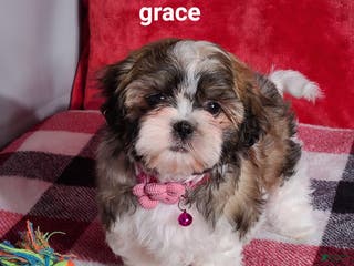 Shih Tzu dogs Grace - Ad 23