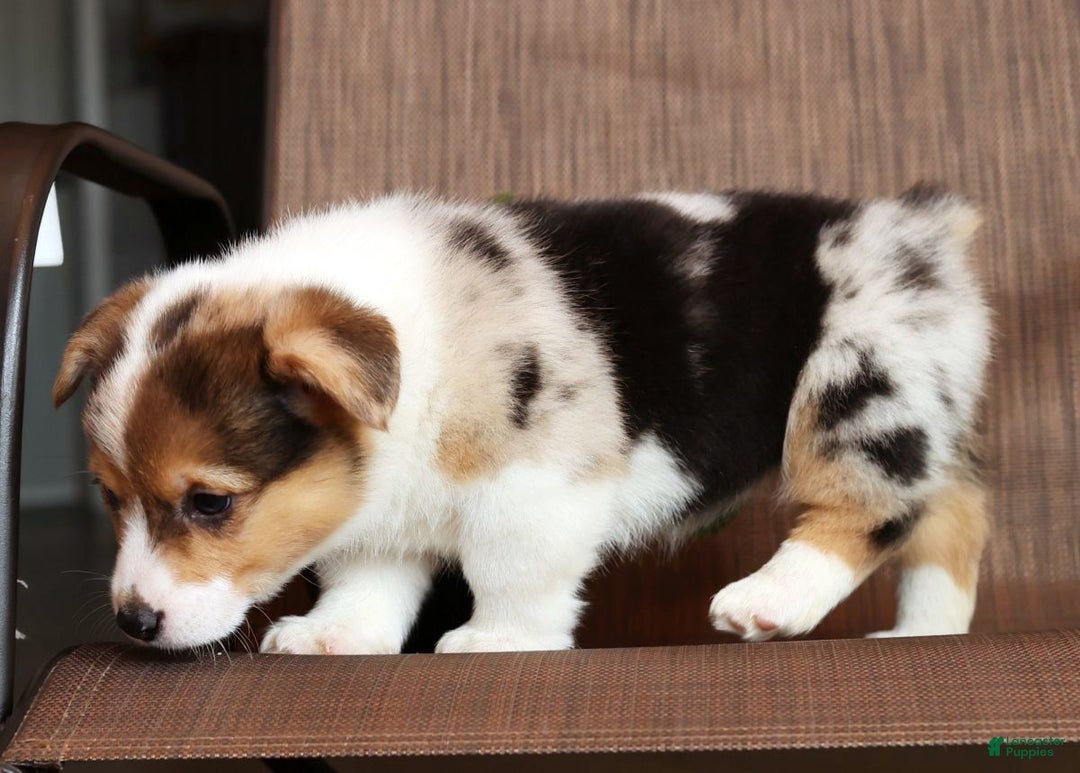 Welsh Corgi Pembroke dogs for sale: Chloe - Ad 6