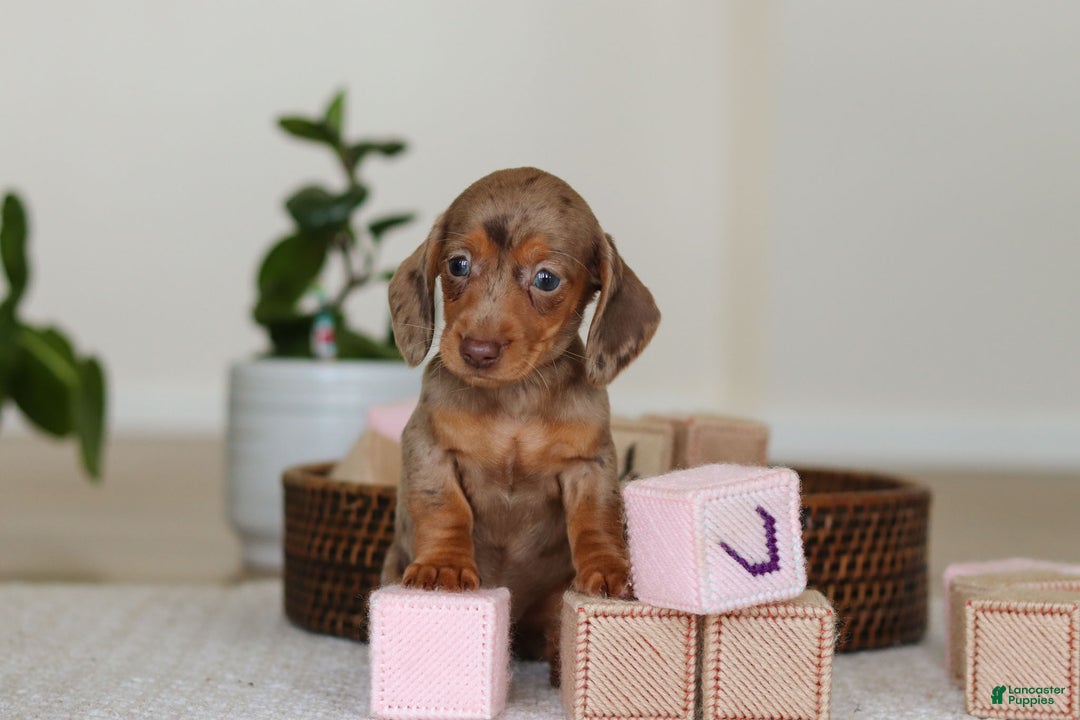 Miniature Dachshund dogs for sale: Bella - Ad 13