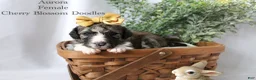 Bordoodle dogs for sale: Aurora - Ad 3