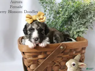 Bordoodle dogs Aurora - Ad 9