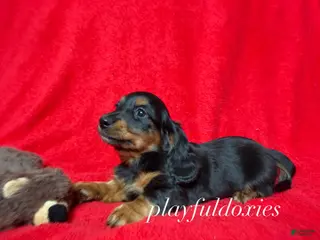 Miniature Dachshund dogs Miniature Dachshund Puppy 1 - Ad 17