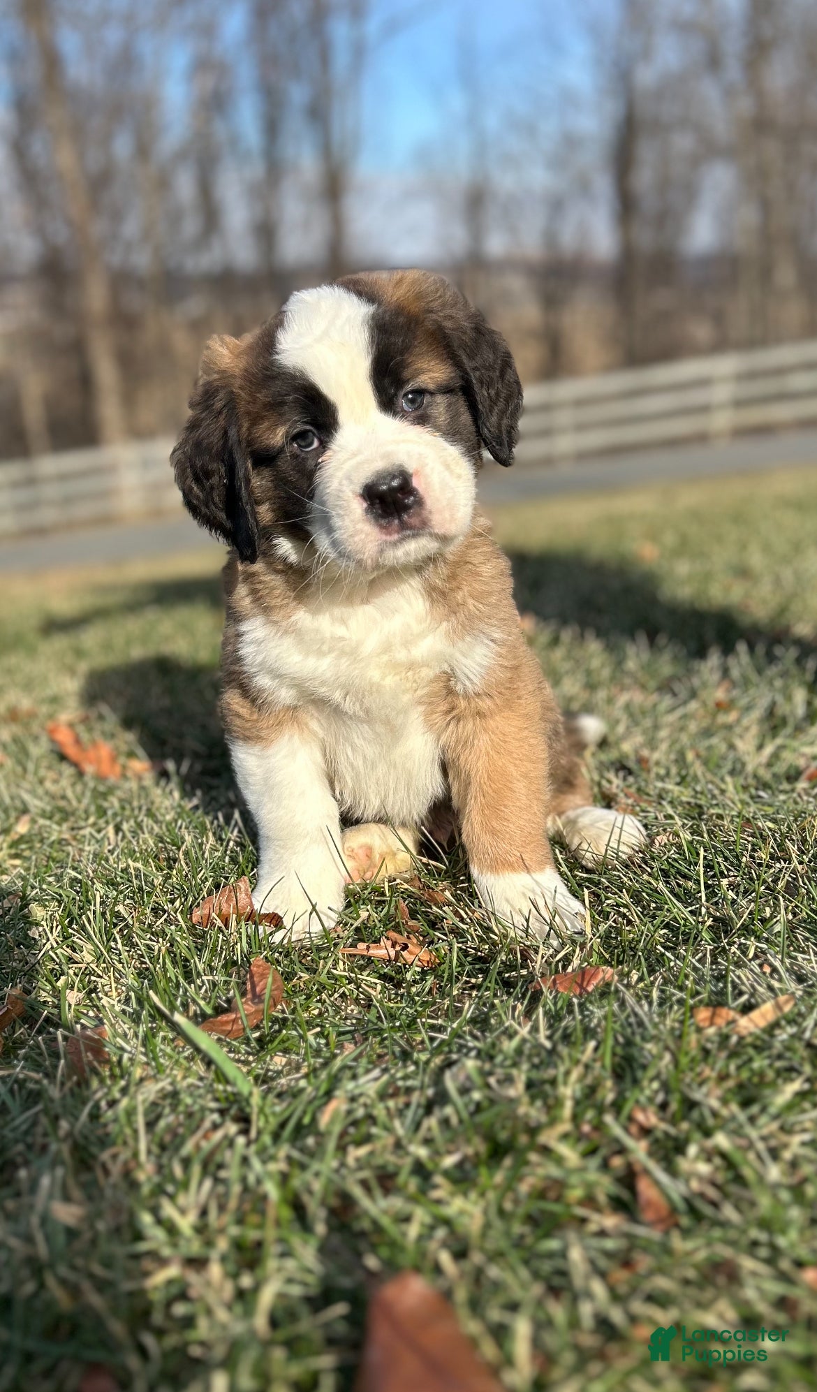 Saint Bernard dogs Whiskey - Ad 20