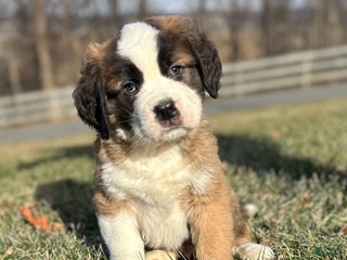 Saint Bernard dogs Whiskey - Ad 20