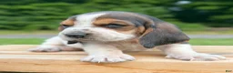 Basset Hound dogs for sale: Arnold - Ad 6