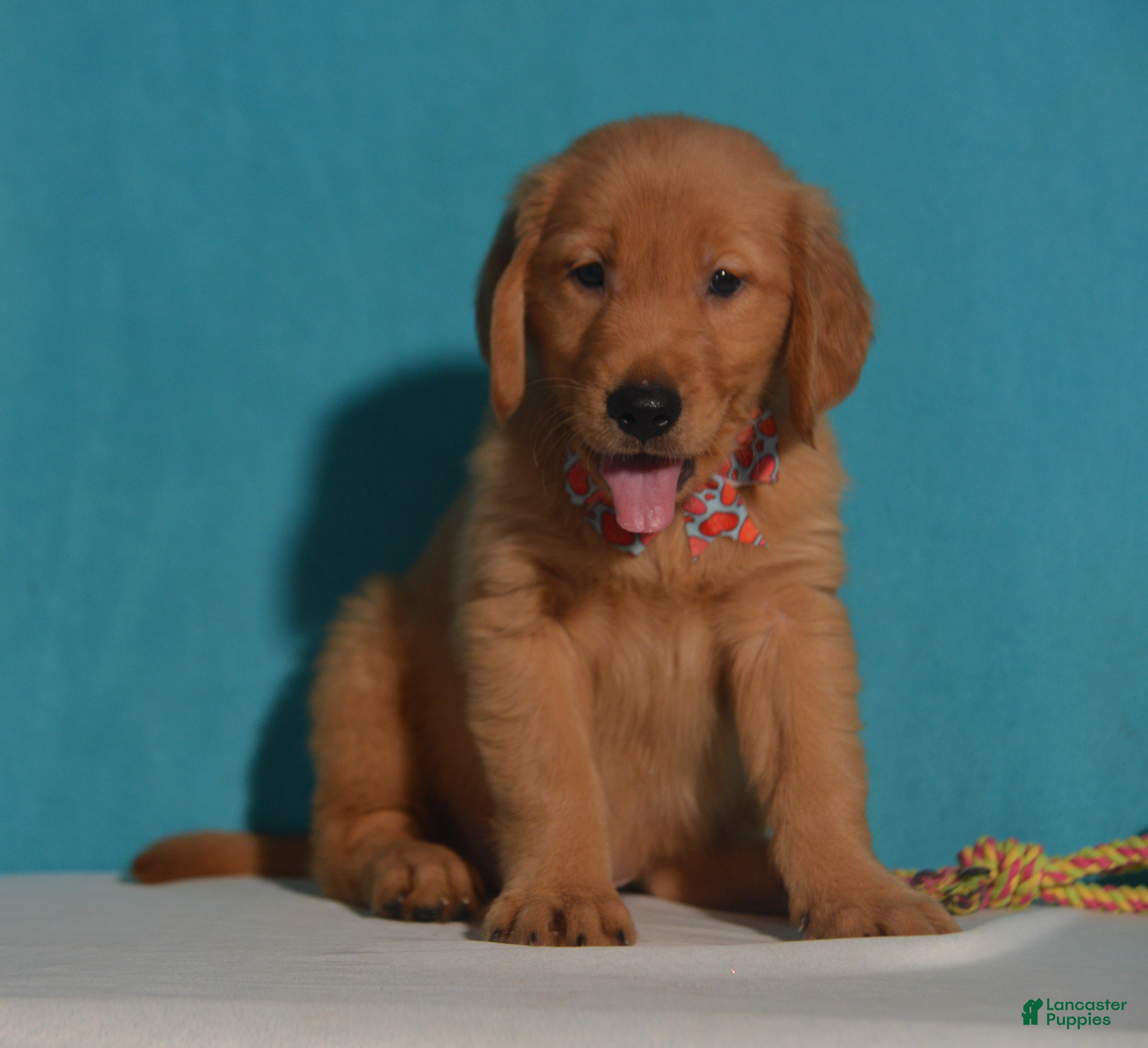 Golden Retriever dogs for sale: Brian - Ad 1