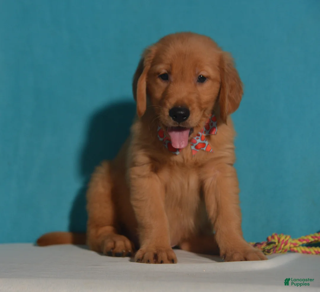 Golden Retriever dogs for sale: Brian - Ad 1