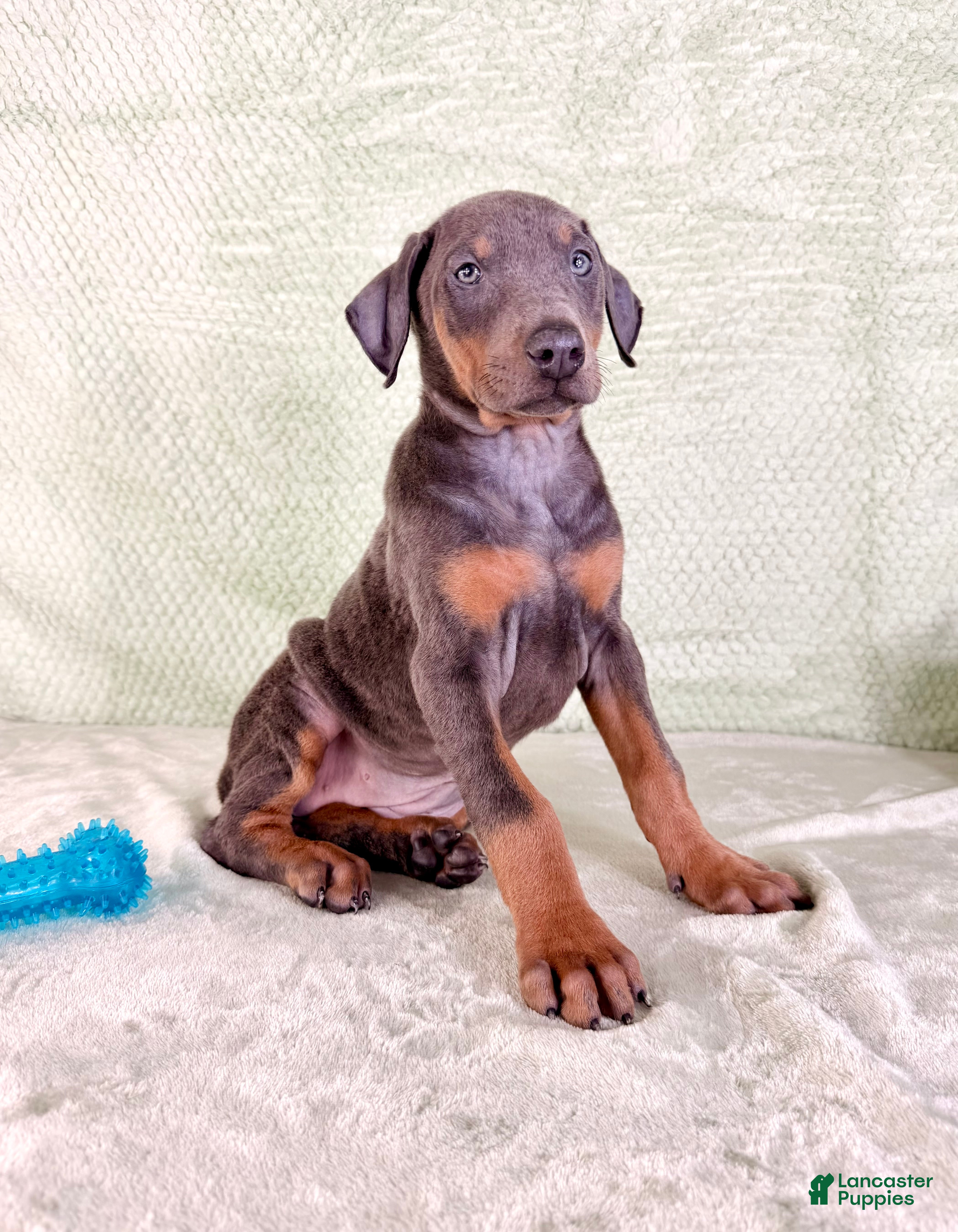 Doberman Pinscher dogs AKC Iris - Ad 22