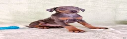 Doberman Pinscher dogs for sale: AKC Iris - Ad 1