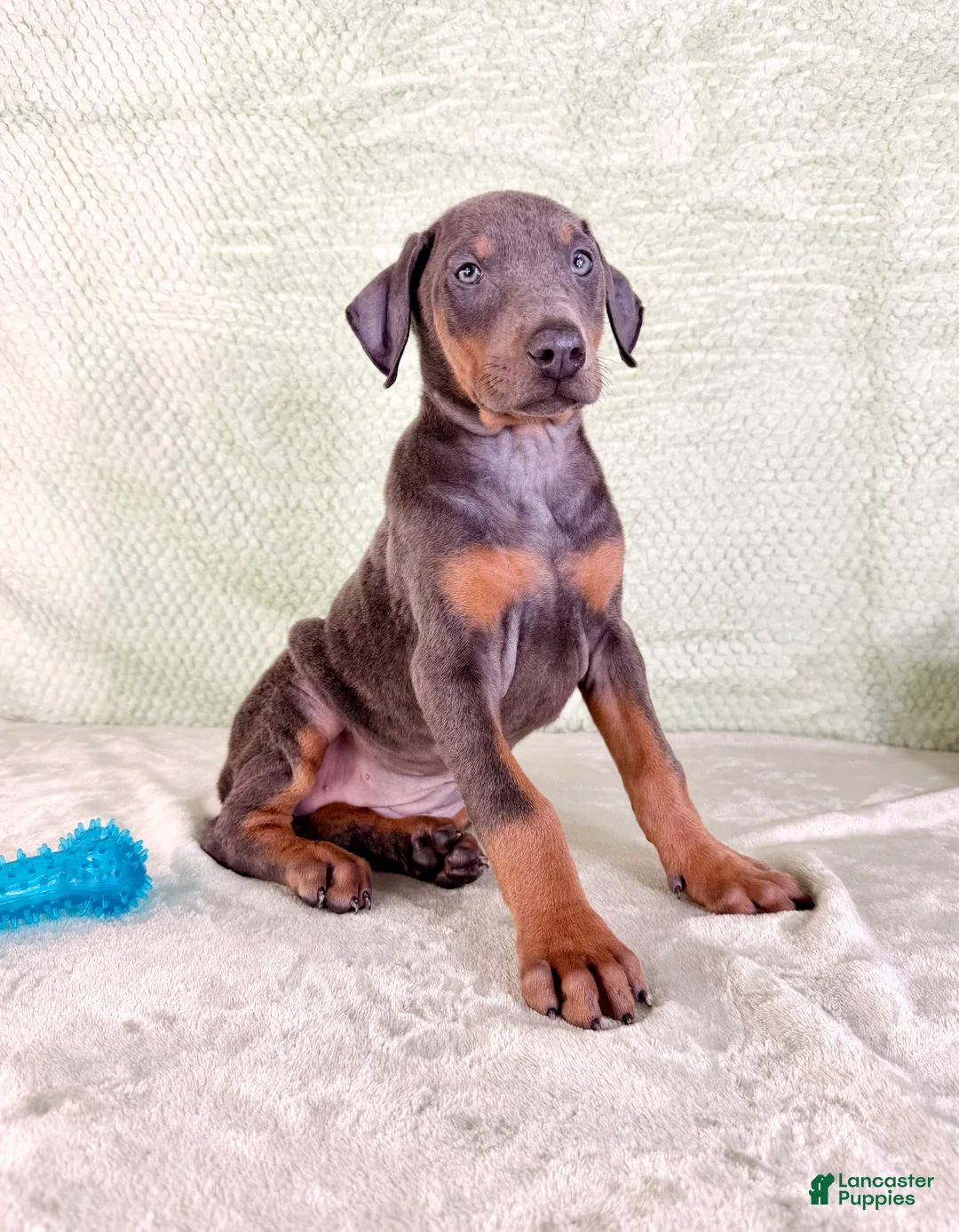 Doberman Pinscher dogs for sale: AKC Iris - Ad 1