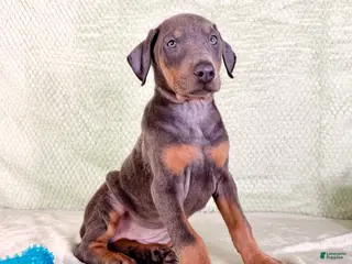 Doberman Pinscher dogs AKC Iris - Ad 22