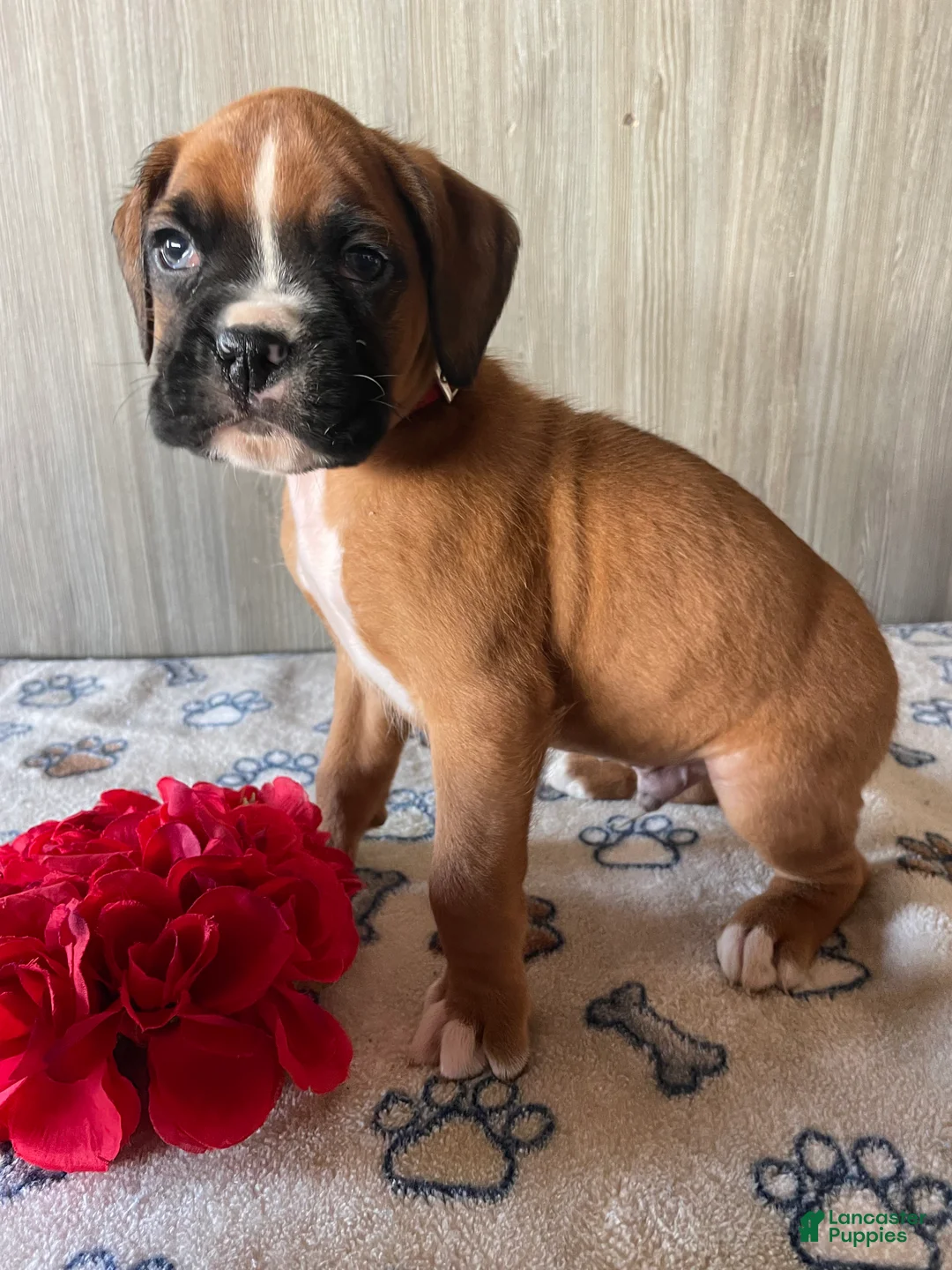 Boxer dogs for sale: Bosco - Ad 3