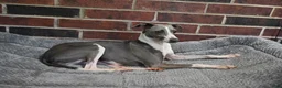 Italian Greyhound dogs for sale: Quill - Ad 5