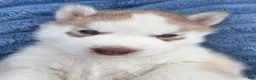 Siberian Husky dogs for sale: Ragnar  - Ad 1