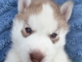 Siberian Husky dogs for sale: Ragnar - Ad 2